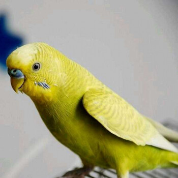 包教说话虎皮鹦鹉活鸟幼鸟活体鸟类活宠物鸟手养鹦鹉小鸟朴彩(pucai)