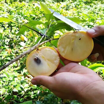 端文黄晶果树苗嫁接黄金果苗久蜜冬蜜四季当年结果南方种植早熟盆栽地