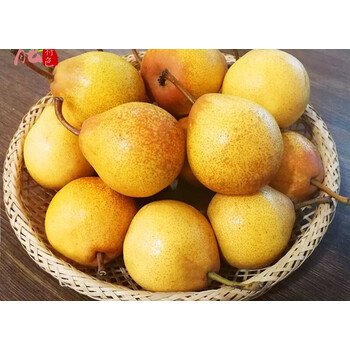 小尖把梨东北特产秋子梨冻梨葫芦梨尖把梨 5斤软梨小酸梨xs0