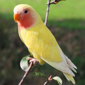 天弗鸚鵡活體綠桃黃桃牡丹鸚鵡虎皮手養幼鳥玄鳳鸚鵡寵物活鳥 籠養