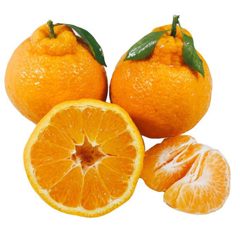 四川丑橘不知火橘子 丑八怪桔子 非春见耙耙柑橘 新鲜水果 京东生鲜