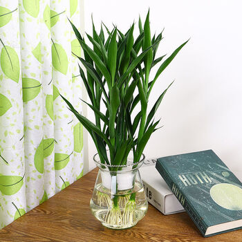 涞思芊*轻奢招财竹水培开运竹绿植花卉客厅室内植物办公室转运竹