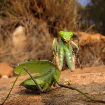 绿巨螳螂活体sv非洲绿巨凶悍大型螳螂另有澳宽马盾圆盾绿巨3龄