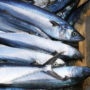 姬露鲜【日照海鲜】大鲅鱼鲅鱼新鲜 马鲛鱼深海海鱼鲅鱼陷咸鲅鱼 五斤