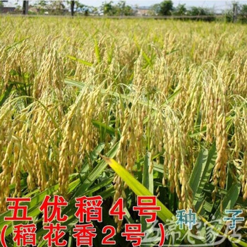 正宗五常稻花香2二号大米水稻种子东北黑龙江五优稻4四号散称简装1斤