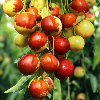 山东冬枣新鲜水果当季整箱5斤大果脆甜鲜枣孕妇老人水果5斤