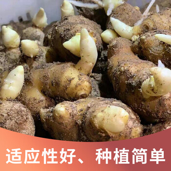 山东姜种生姜大姜种子催芽种子苗老姜种3斤已催芽