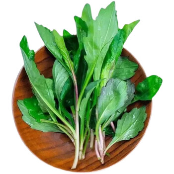 花茜野生马兰头种子食用野菜四季播易种鸡毛菜菜园阳台盆栽马齿苋种子