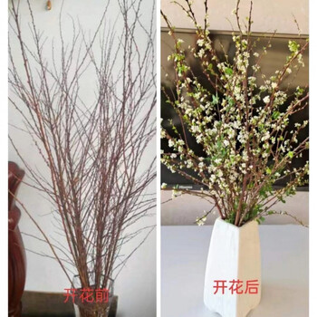 雪柳干枝雪柳干枝花水培花耐寒花真花插水里可以开花干花遇水开花清香植物o 10枝80厘米清香雪柳 开花爆瓶 干花包 图片价格品牌报价 京东