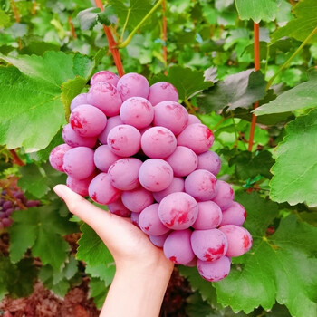 珍珠提子葡萄 5斤 二级果礼盒装