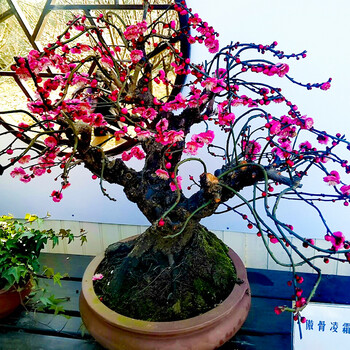 多瑙梦原生红梅花盆栽盆景老桩树苗室内外别墅绿植物腊绿梅耐寒四季