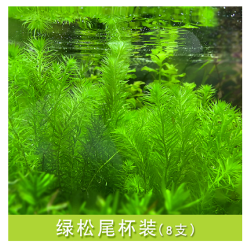 鱼草缸造景中后景有茎水草绿菊水族箱装饰淡水懒人水草植物套餐绿松尾1杯8支 图片价格品牌报价 京东