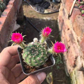 緋花玉仙人球新手組合套餐盆栽多肉植物仙人掌室內創意花卉 陽春丸3cm