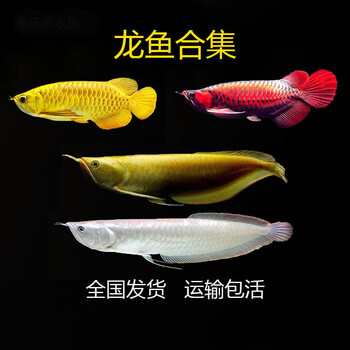 银龙鱼金龙鱼红龙鱼龙鱼观赏鱼活体黄化白子银龙过背顺丰练手红龙银龙18 cm 3条 图片价格品牌报价 京东