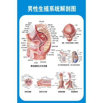 器解剖知识挂图画 男性泌尿生殖系统解剖学挂图 男性生殖系统解剖图01