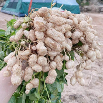 高產花生種子原種早熟花生種子農科院四粒紅花生籽瓜果種子新品種花育