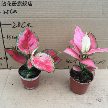 沾花冊 如意皇后花盆栽觀葉植物水培室內客廳綠植花卉彩色粗肋草四季