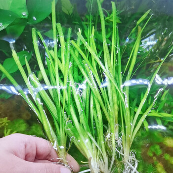 墨一真水草大水兰小水兰扭兰龙舌兰赖养前后景新 大水兰20颗