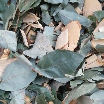 野生中药材见风消,见肿消,炸死枫,冬不落叶干货 2500克