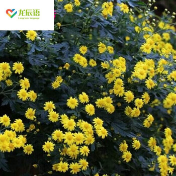 龙辰语散装黄菊花种子食用泡茶贡菊小杭白菊花野菊花种子野菊花种子半斤 图片价格品牌报价 京东