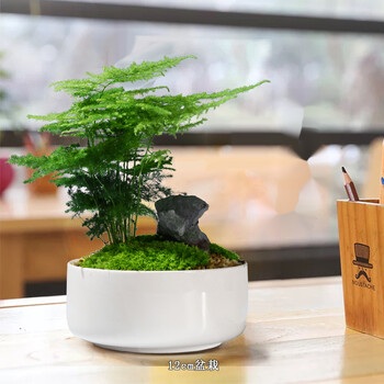 云竹盆景文竹小盆栽盆景绿植创意室内植物四季常青云竹12cm盆栽带盆栽