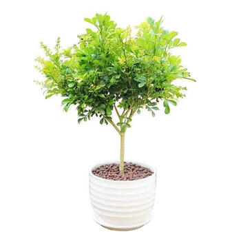 【带花苞】树形独杆米兰盆栽花四季开花不断室内香花植物独杆米兰 独