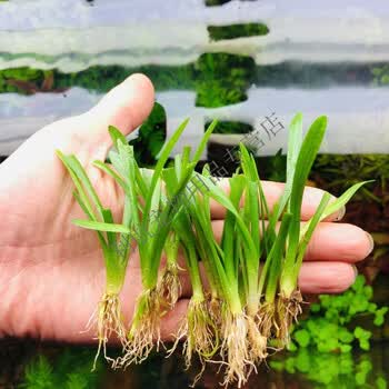 鱼缸造景水草活体淡水新手易活前景迷你水兰小水兰龙舌兰小皇冠小水兰10颗 图片价格品牌报价 京东 鱼缸造景水草活体淡水新手易活前景迷你水兰小水兰龙舌兰小皇冠小水兰10颗 图片价格品牌报价 京东