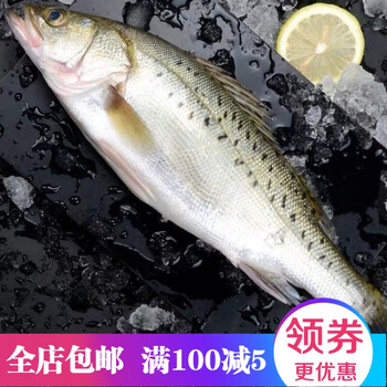 武昌 鱼鲈鱼 黄花 金鲳鱼组合 大黄花 鲈鱼2条(3条重3斤)