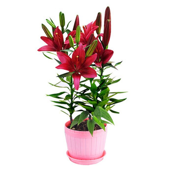 花无痕百合花种球带芽香水百合种球百合花种子球根百合花卉百合植物百合盆栽红色百合 花瓣盆 土1份 图片价格品牌报价 京东