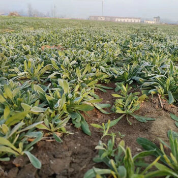 面条阔野菜图片