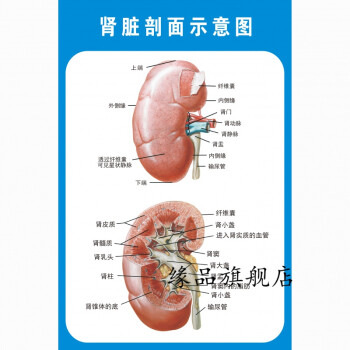 定制适用人体内脏解剖示意图医学宣传人体器官心脏结构图医院海报肾脏剖面示意图80 120厘米 48寸pp胶 薄 撕开即贴 图片价格品牌报价 京东