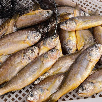小黄花鱼新鲜鲜活黄鱼海捕速冻海鲜水产整箱水果蔬菜6斤中大号