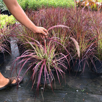 茗羽珺玥火焰狼尾草2加侖盆栽花園花鏡地被觀葉草宿根紫葉彩虹狼尾草