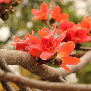 木棉花樹苗庭院名貴觀賞樹院子風景樹大型綠化苗木門前