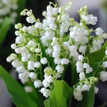 鱼七秒铃兰花苗型绿植阳台室内开花绿植植物花卉 白色 22颗苗