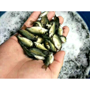 魚苗淡水養殖食用魚好養耐活魚小魚苗 裸鯉5-8cm25條 2條【圖片 價格