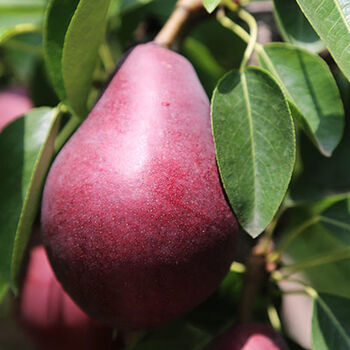 现摘新鲜红啤梨红皮梨大头梨西洋太婆梨啤酒梨放软糯甜多汁3-10斤 3斤