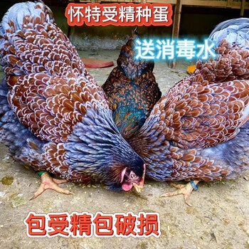 怀特鸡种蛋鱼鳞鸡种蛋鸡蛋受精卵观赏可孵化怀恩鸡受精蛋怀恩多特 10