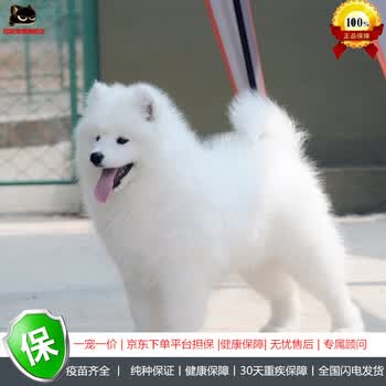 冠聪 纯种萨摩耶犬 西伯利亚微笑天使萨摩耶狗活体宠物狗狗 纯白色狐狸狗温顺雪橇犬活体萨摩耶宠物狗宠物a级公 图片价格品牌报价 京东 冠聪 纯种萨摩耶犬 西伯利亚微笑天使萨摩耶狗活体宠物狗狗 纯白色狐狸狗温顺雪橇犬活体萨摩耶宠物狗宠物a级公 图片价格品牌报价 京东