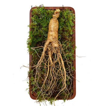 特大鲜参10年根正宗长白山鲜人参野山参现挖现售东北特产泡酒煲汤 1支