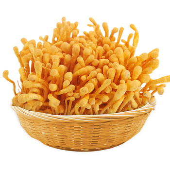 【格尔木馆】新鲜虫草花鲜品孢头北虫草煲汤鲜虫草花200g原产地现摘现