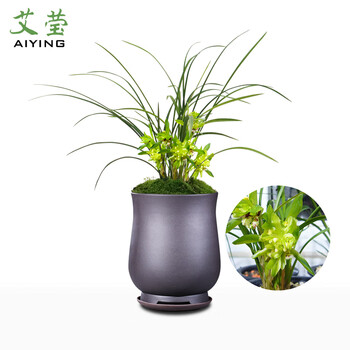 艾莹兰花苗春兰菊型奇花余蝴蝶冬带浓香花苞出售好养室内花卉绿植盆栽送礼1棵4苗连体裸根 图片价格品牌报价 京东