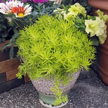 元冬佛甲草种子多肉植物花草易种室外室内阳台盆栽花卉籽一袋100粒 图片价格品牌报价 京东