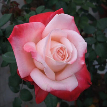 树状月季灌木月季藤本月季 庭院盆栽公室室内阳台四季绿植花卉 丹顶 5