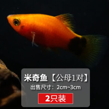 熱帶小型魚瑪麗米奇魚活體熊貓胎生魚觀賞魚曼龍紅劍箭虎皮吻嘴魚米奇