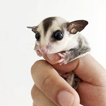 蜜袋鼯活体迷你小型宠物学生好养小飞鼠公仔蜜袋鼬幼崽蜜袋鼠白脸奶蜜