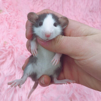 温顺高智商小型宠物鼠活物可爱亲人 正脸哈士奇飞象耳【深/浅可备注】
