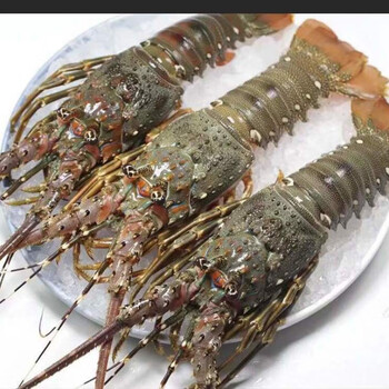 燕江澜大龙虾青龙虾速冻海鲜水产新鲜活冻小青龙澳龙虾波龙尝鲜一只装