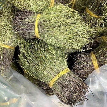 【】广西野生独脚金中草药独脚柑 疳积草干货小儿消食不吃饭 官方直营