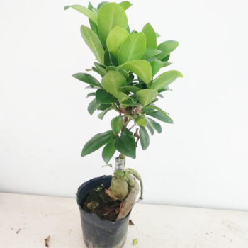 盆景榕树造型盆景办公室室内绿植四季常青绿植花卉苗原装花盆中号榕树